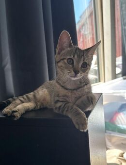 BKH / SIAM MIX KITTEN - Hamburg