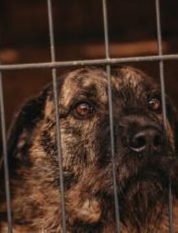 Struppi sucht sein Zuhause - München