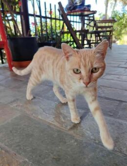 Lily, sanfte Schmusekatze, ca. 1 Jahr - Vaterstetten