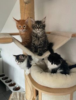 Reinrassige Maine Coon Kitten suchen ab sofort ihr neues Zuhause - Ruppichteroth