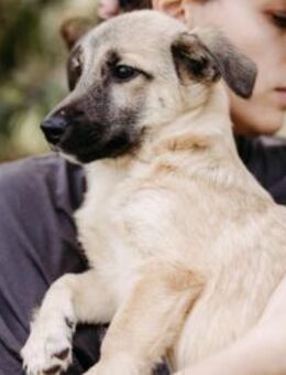 Urmel- Neugieriger Welpe mit großem Herz - Kallmünz