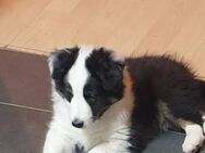 Sheltie Shetland Sheepdog - Weeze