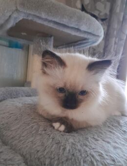 Kitten, Birma, Weibchen - München