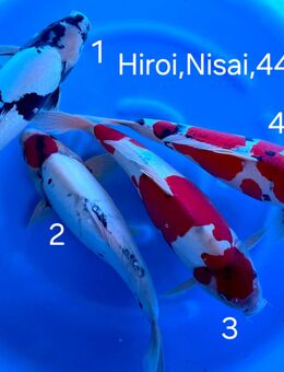 HQ-NISAI von Hiroi - Heideland (Thüringen)