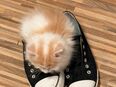 2 Maine coon Damen abzugeben in 97618