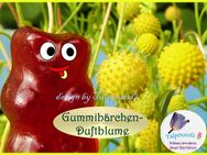 ♥ Gummibärchen Duftblume,Samen Heilpflanze,Kräuter,Samen Tulpenstolz Cephalophora Aromatica,Kindergarten,gelb - Hamburg