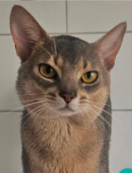 Edler Deckkater mit Champion-Stammbaum - Kassel