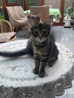 Maine Coon Katze sucht ein liebevolles zuhause! - Stuttgart