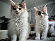 Maine Coon Kitten XXL Reinrasig - Haar