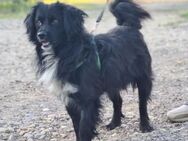 Diego, freundlicher Hund sucht Zuhause - Unterföhring