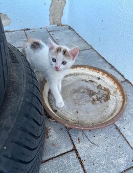 Baby Katze (weiblich) 3 Farbige Glückskatze Europäische Langhaar - Kurzhaar -Mix Hauskatze - Hohenburg