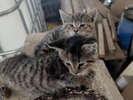 Kitten suchen neues zu Hause - Bismark (Altmark)