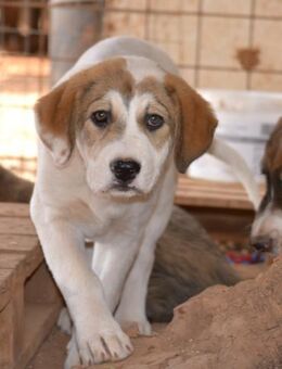 Honey-Sweet - auf der Suche nach Liebe - Mettmann