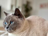 BKH-Katze sucht ein neues Zuhause - Frankfurt (Main)