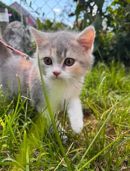 BKH Kitten mit Stammbaum! zwei Katzen noch Verfügbar - Brieskow-Finkenheerd