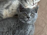 Bkh Babykatze Britische Baby Katzen - Wesseling