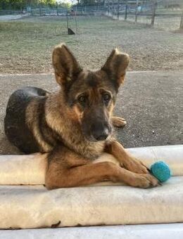 Tara - wer schenkt ihr eine Zukunft? - Köln