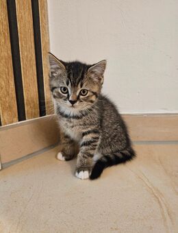 Britisch Kurzhaar-Mix Kater-Kitten suchen ein neues Zuhause - Winsen (Luhe)