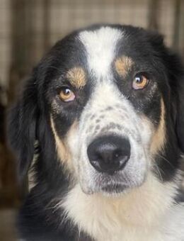 Xanda, geb. ca. 03/2023, Griechenland - Markdorf