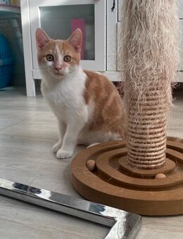 Braun weißer Kater sucht liebevolles neues zu Hause - Olpe
