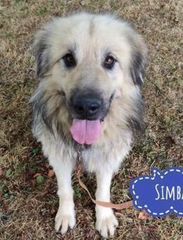 Simba ein imposanter Rüde - Flörsheim-Dalsheim