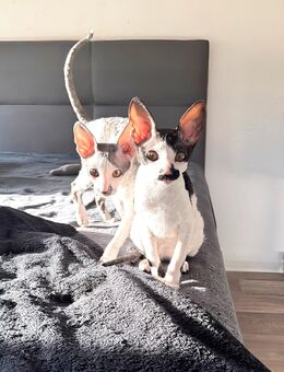 Cornish Rex Kitten Verfügbar - Chemnitz