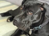 Cane Corso 8 Monate altes Welpenmädchen - Bramsche