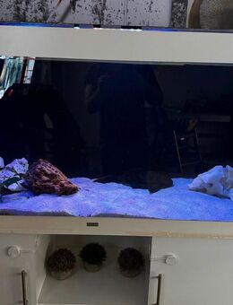 Juwel Rio Aquarium 450l - Sindelfingen
