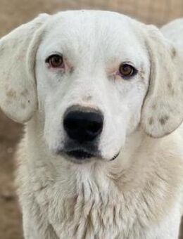 Melli, geb. ca. 10/2021, GRIECHENLAND - Markdorf