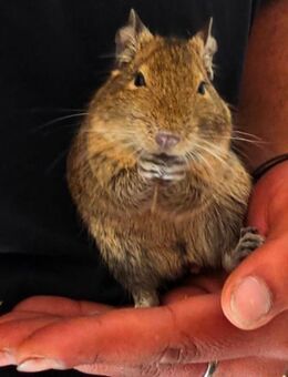 Degus suchen ein neues Zuhause - Reichenbach (Fils)