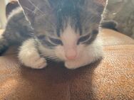 Kitten abzugeben - Neuhaus (Inn)