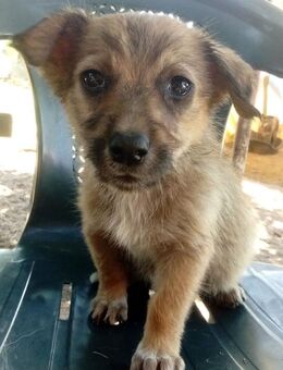 Luna sucht ihre Familie - Berlin