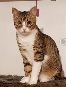 Caty kleine hübsche Schmusekatze - Unterföhring