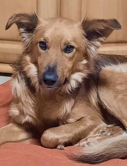 Traumhund sucht tolles Zuhause! - Gießen