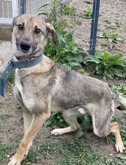 Haven sucht die 2te Chance - Steinhagen (Nordrhein-Westfalen)