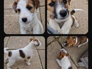 Süße Jack Russell Terrier Welpen (2x Rüden) - Kyritz