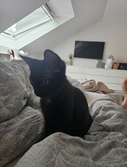 Kitten Jonathan sucht liebevolles Zuhause – BKH x Europäische Kurzhaar-Mix - Witten