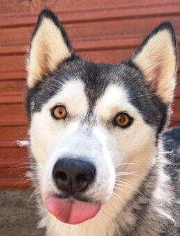 Denali - Wunderschöner Husky Mix - Obertshausen