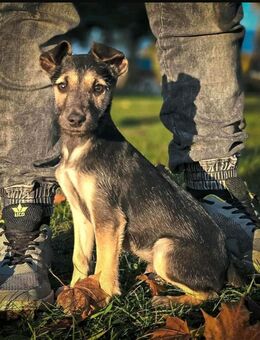 PAKO ist ein kleines Herz auf vier Pfoten - Bochum