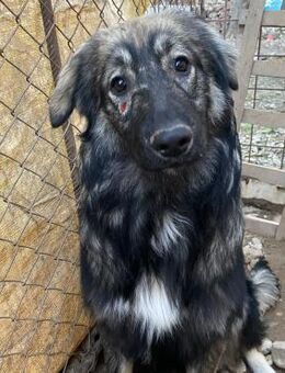 🆘NOTFALL - 🌼 Lia braucht Schutz🆘 - Eislingen (Fils)