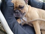 Französische Bulldogge - Bremerhaven Zentrum