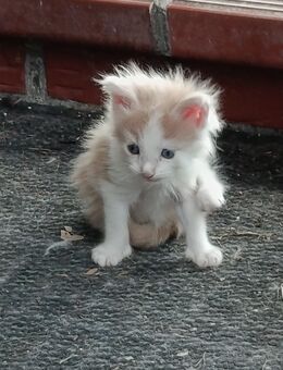Norwegische Waldkatze - Maine Coon Kitten - Schüttorf