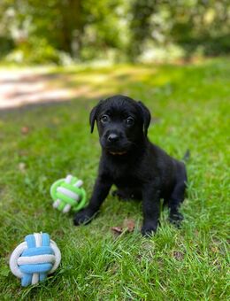 Labrador Welpen in braun und schwarz. - Waldeck Zentrum
