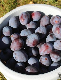 frische BIO - Pflaumen (Zwetschen) - Neuenrade