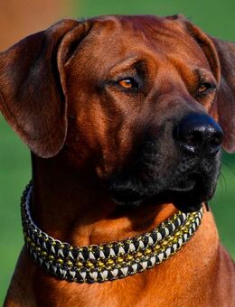Ridgedominanter Rhodesian Ridgeback Deckrüde mit Zuchtzulassung - Erfurt