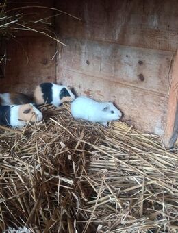 Meerschweinchen Böcke abzugeben! - Frauenstein Zentrum