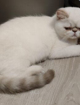Exotic Shorthair Colourpointkaterchen - Lambrecht (Pfalz)
