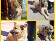 Liebe Roxie sucht ihre Familie - Margetshöchheim
