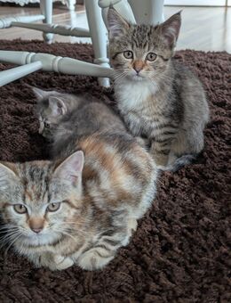 Süsse Maine coon,Perser, EKH katzen - Kyritz