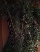 Weihnachtsbaum in 04425